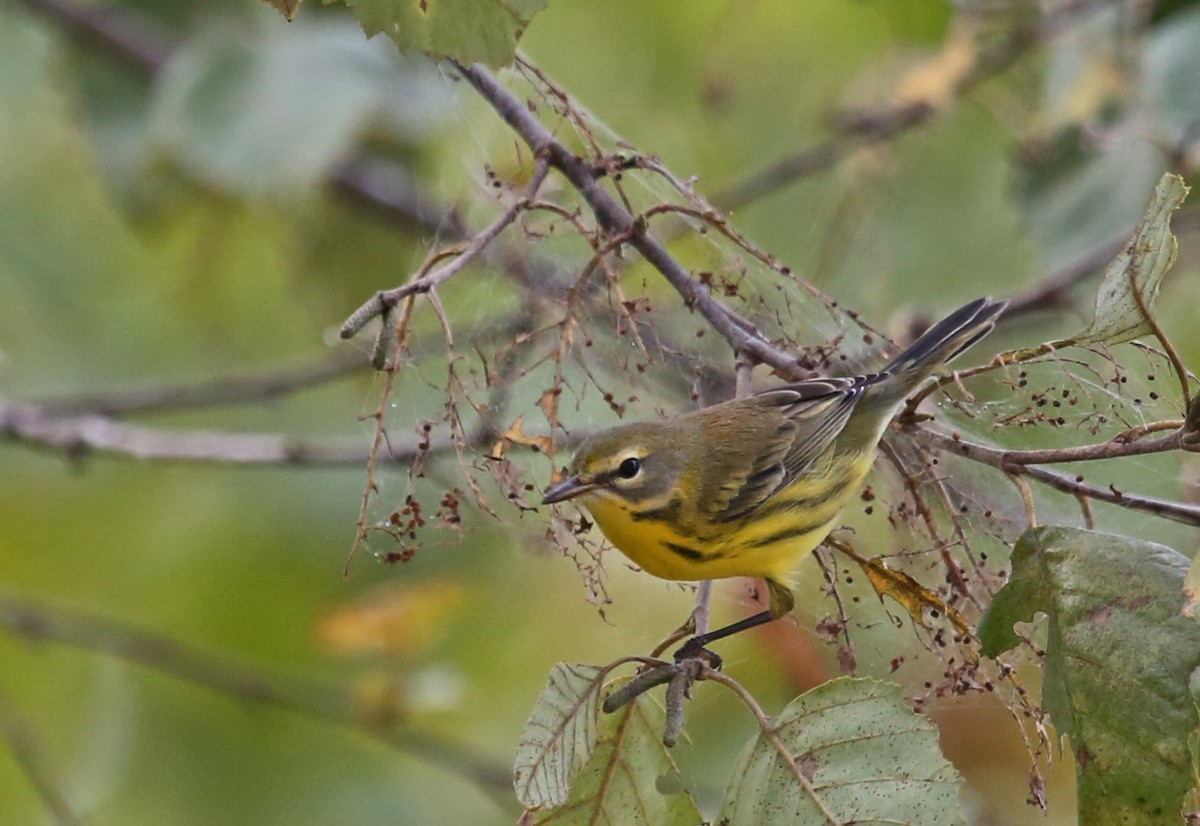 チャスジアメリカムシクイ - ML641923155