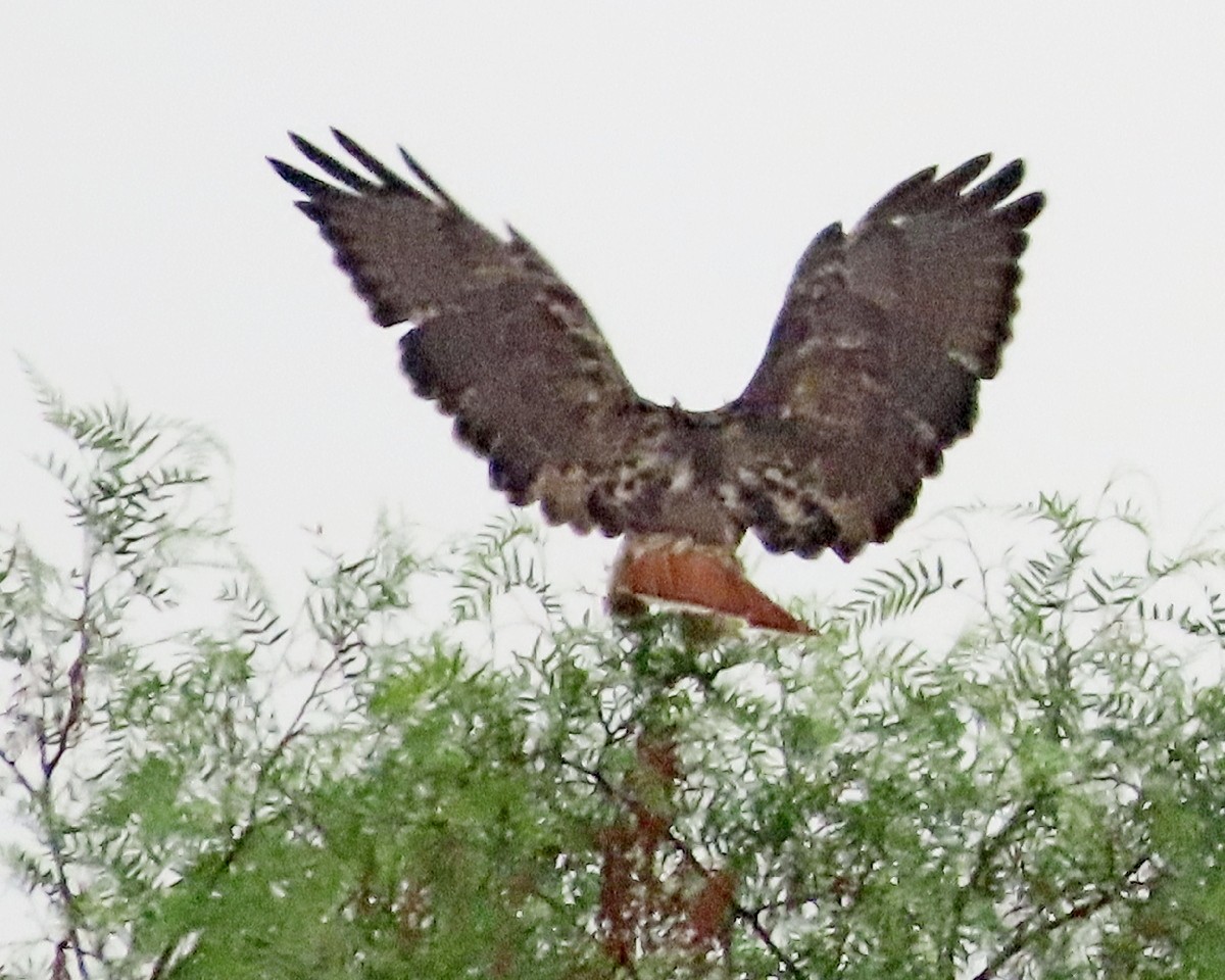 Red-tailed Hawk - ML641923171
