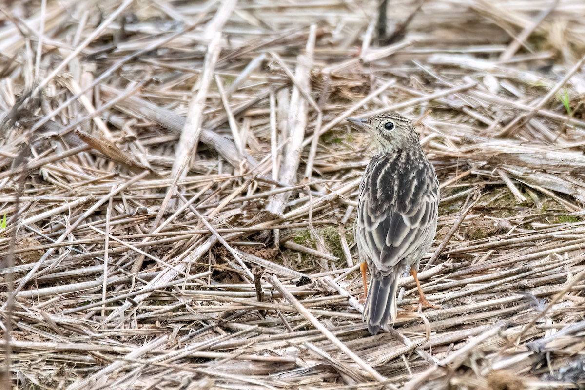 Yellowish Pipit - ML641923181