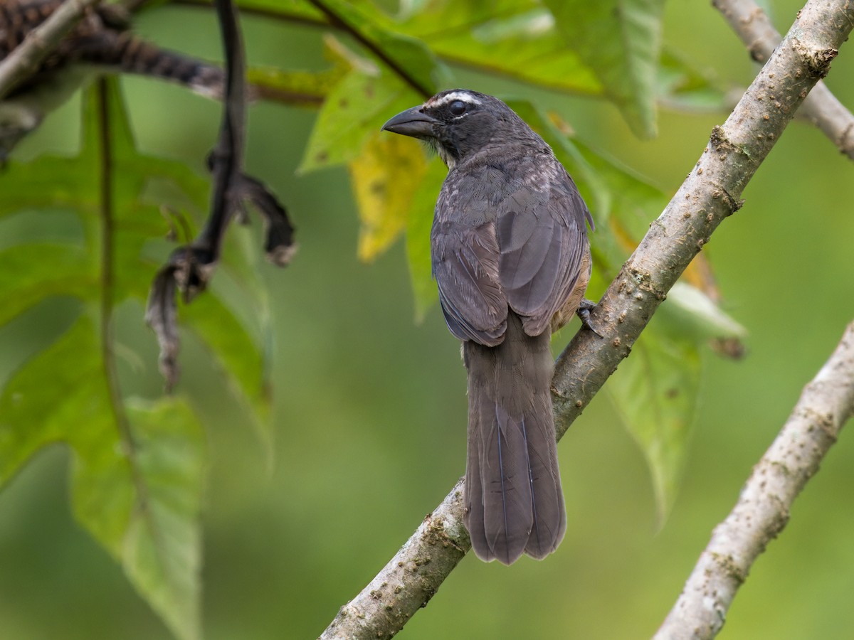 Cinnamon-bellied Saltator - ML641923182