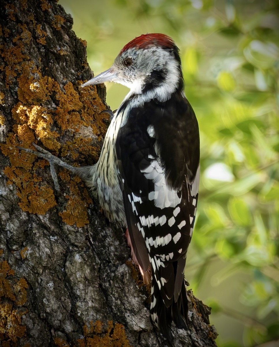 Middle Spotted Woodpecker - ML641923183