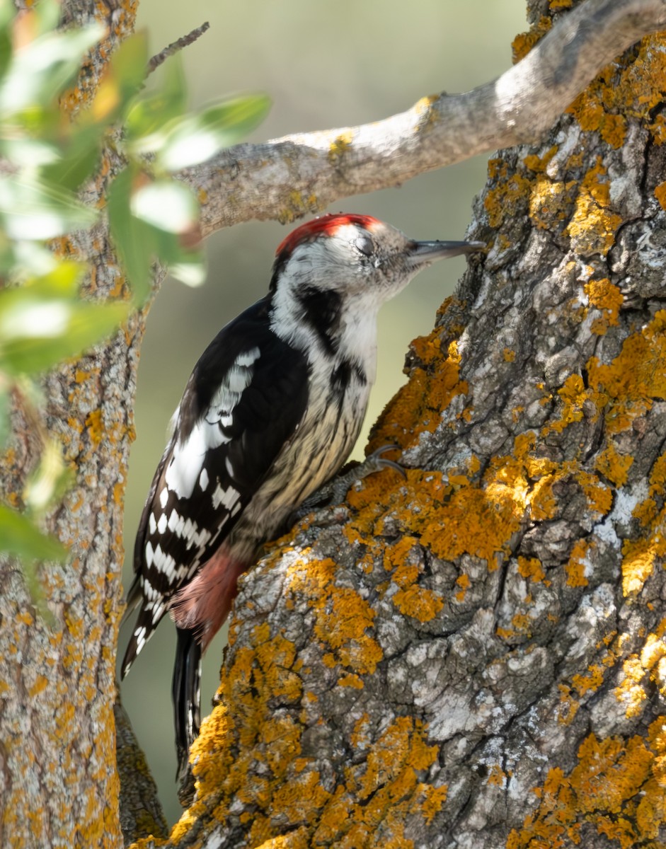 Middle Spotted Woodpecker - ML641923184