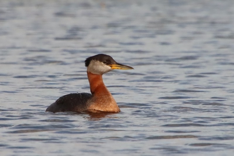 Red-necked Grebe - ML641923195