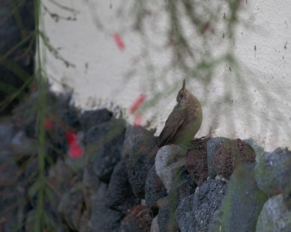 Southern House Wren - ML641923196
