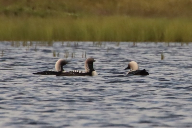 Pacific Loon - ML641923203