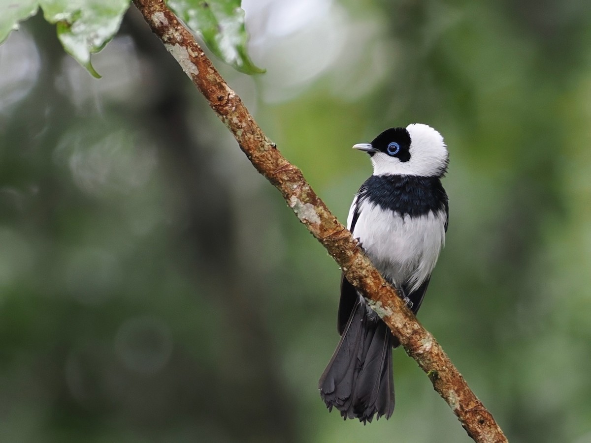 Pied Monarch - ML641923209