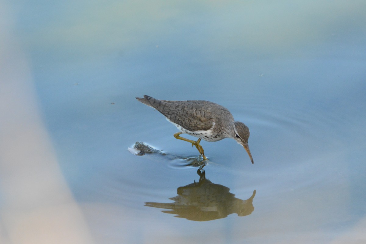 Spotted Sandpiper - ML64192321