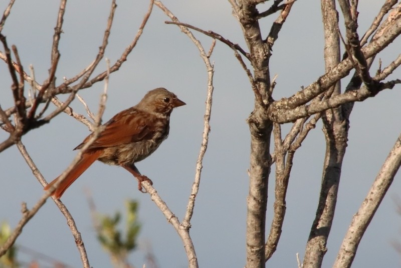 Fox Sparrow (Red) - ML641923219
