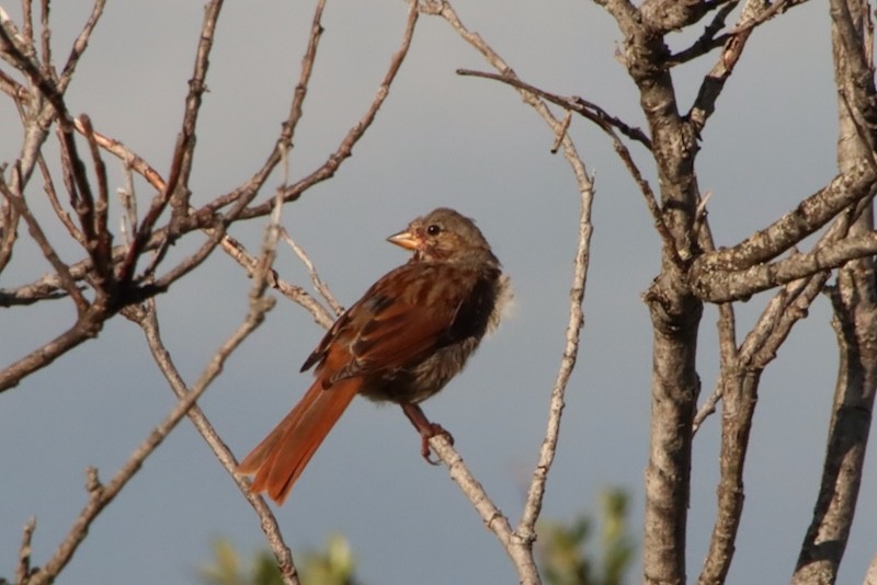 Fox Sparrow (Red) - ML641923220