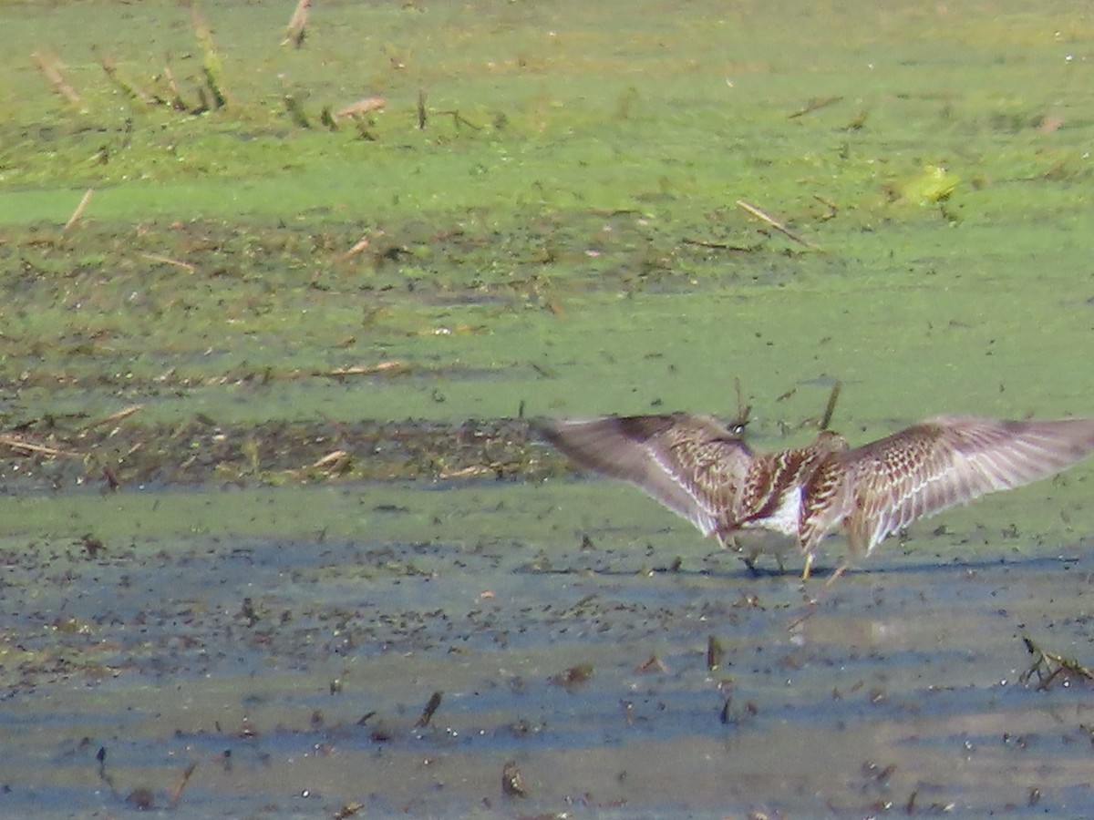 jespák skvrnitý - ML641923237