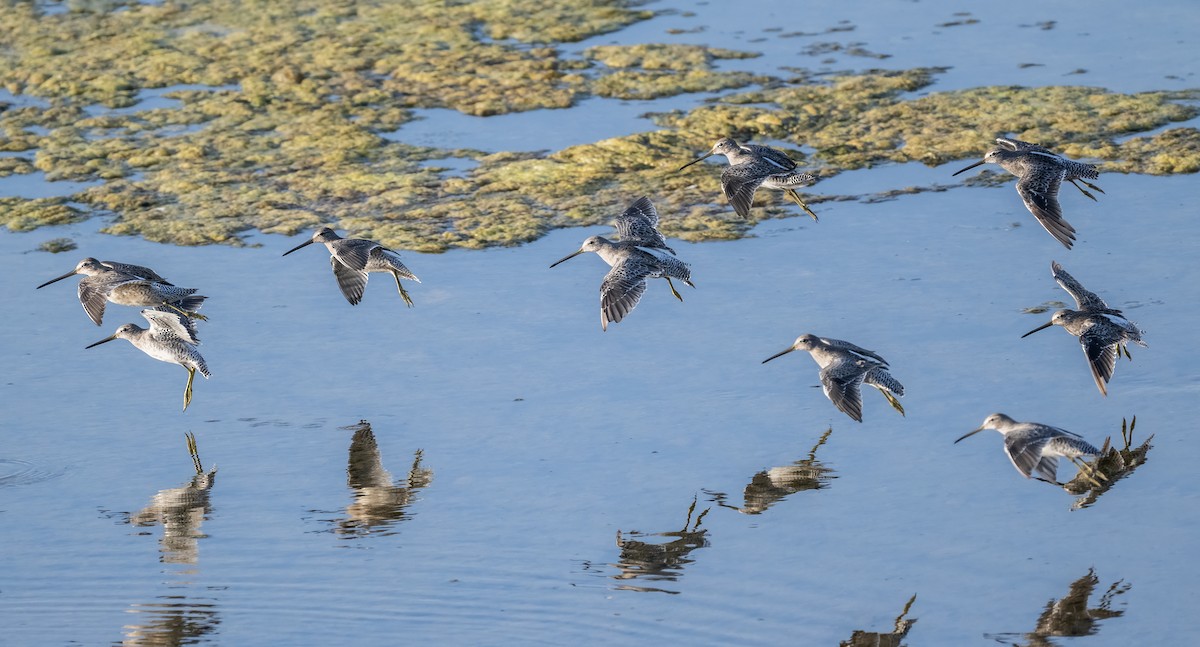 Long-billed Dowitcher - ML641923245