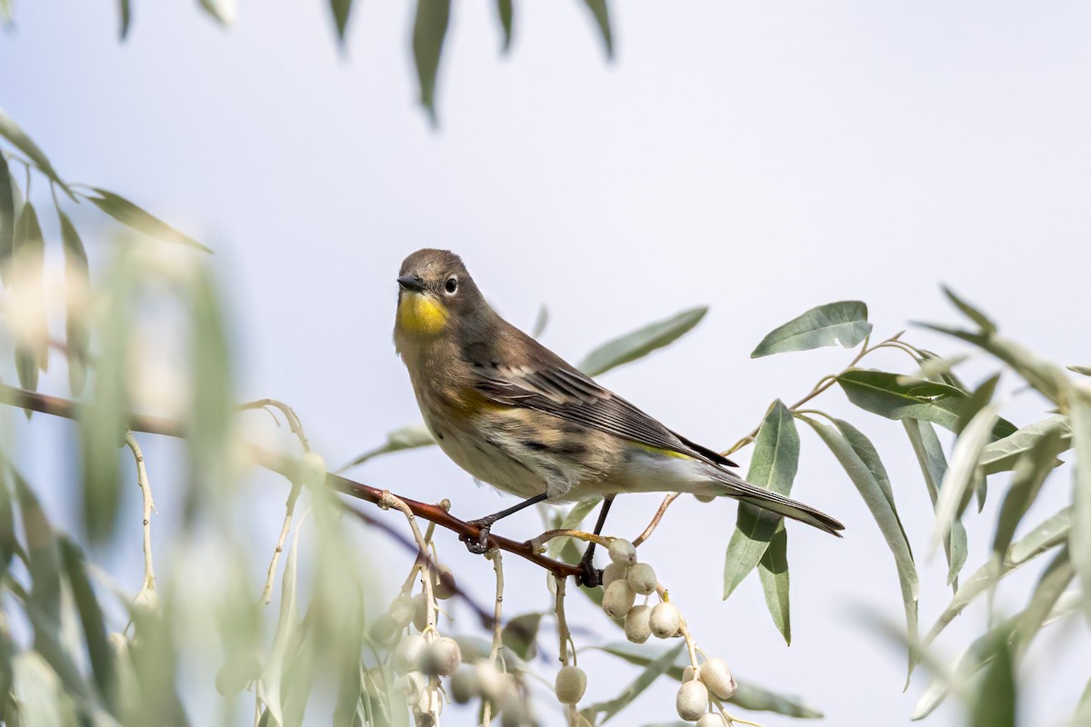 Yellow-rumped Warbler (Audubon's) - ML641923249