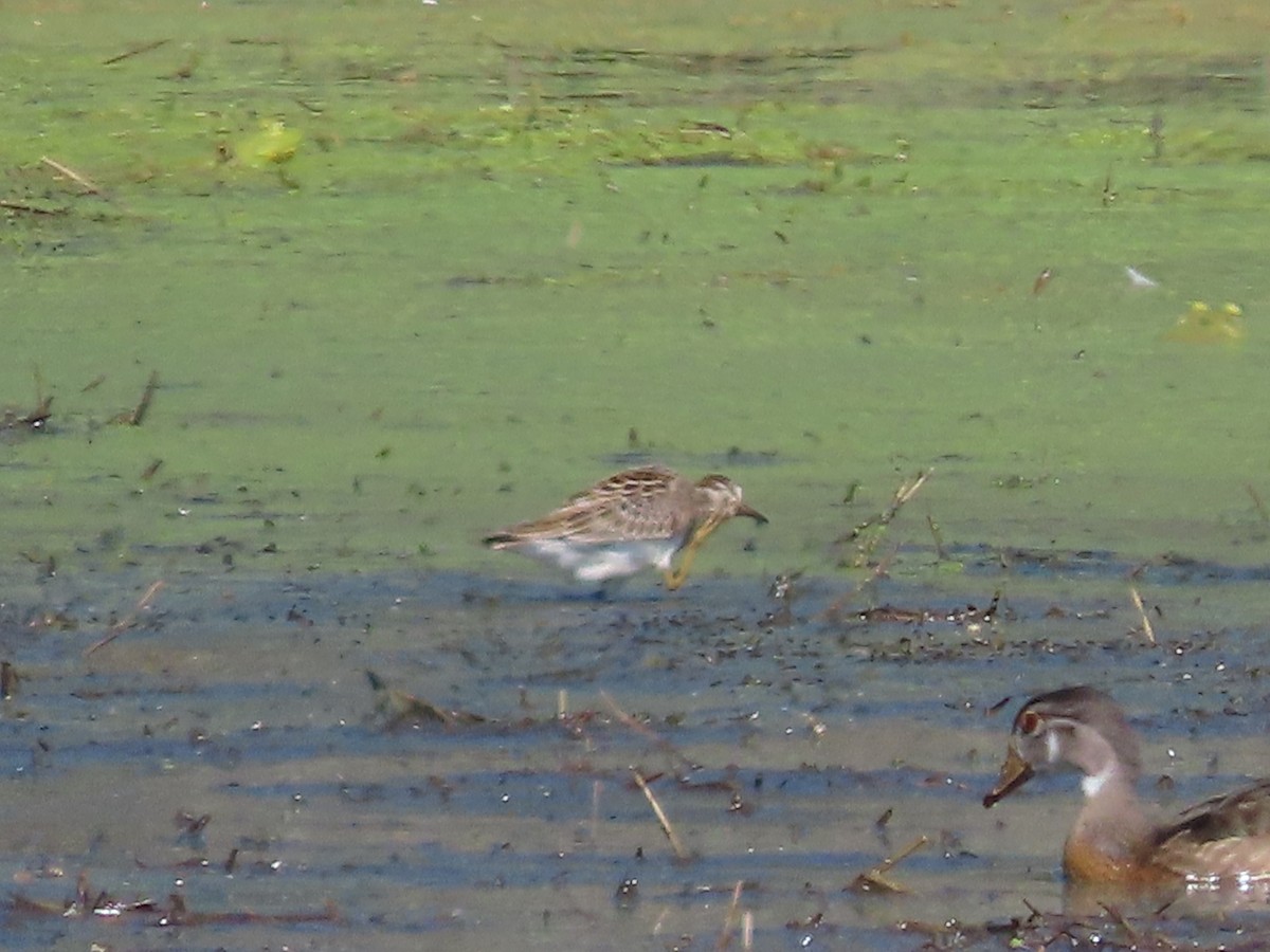 jespák skvrnitý - ML641923255