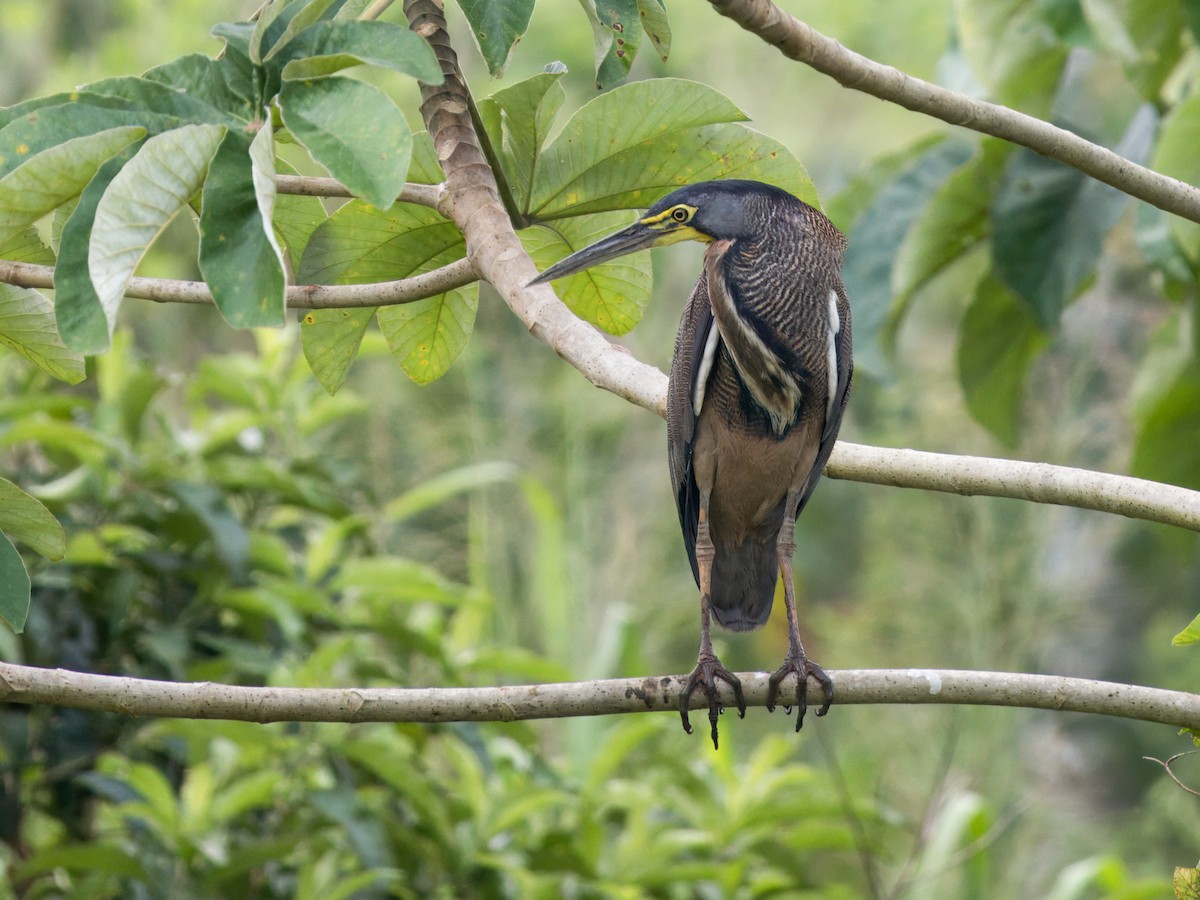 Bare-throated Tiger-Heron - ML641923264
