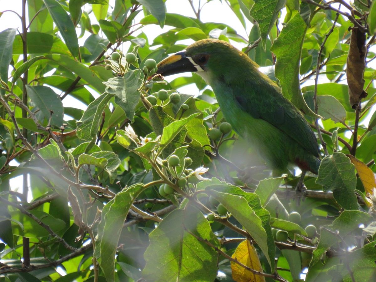 Southern Emerald-Toucanet - ML641923270