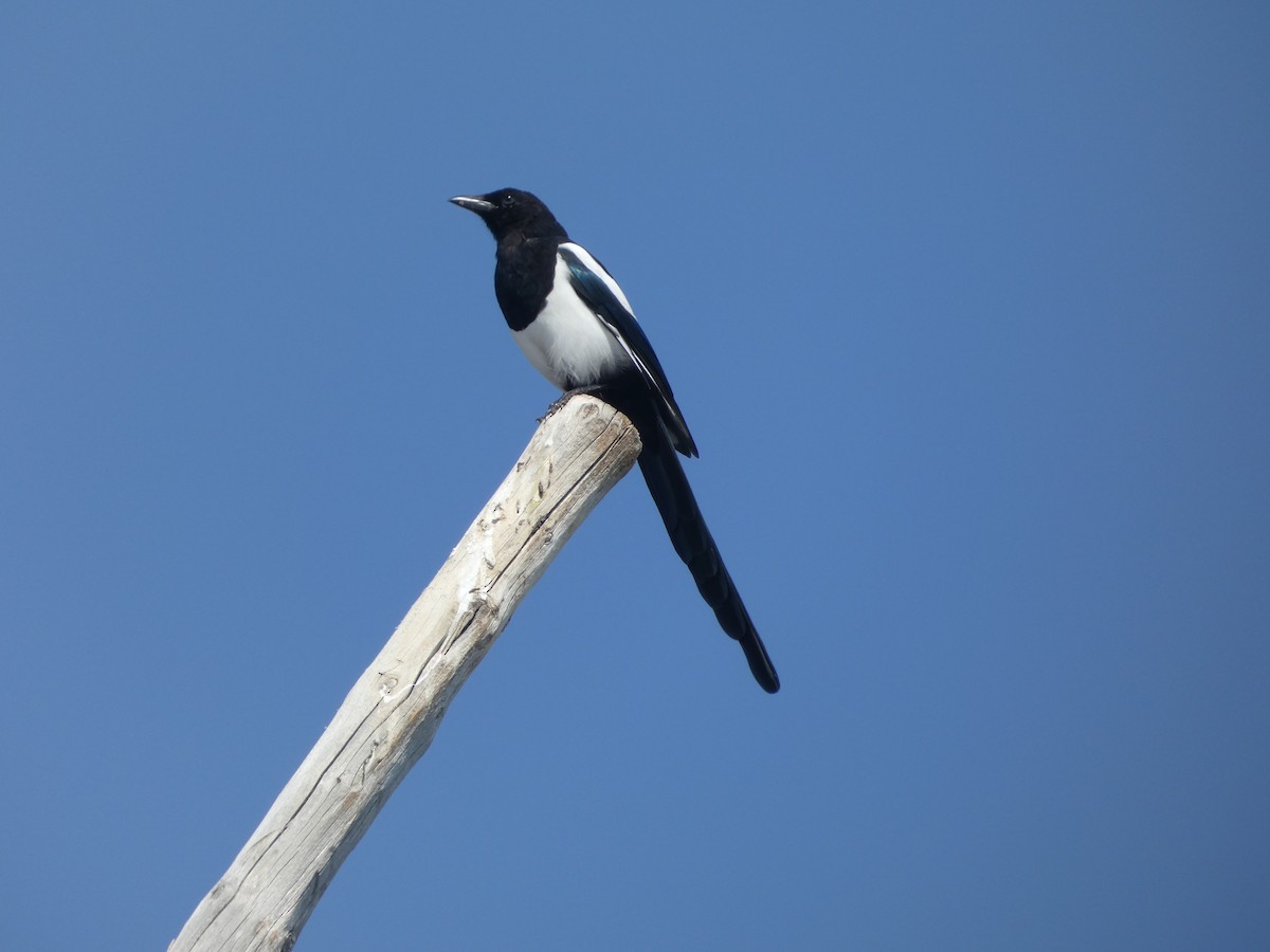 Black-billed Magpie - ML641923272