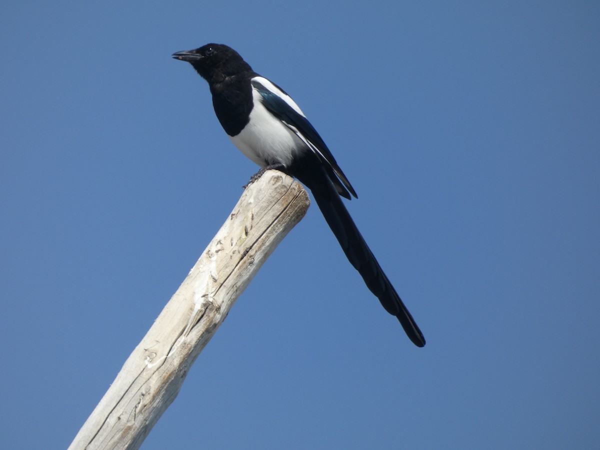 Black-billed Magpie - ML641923273