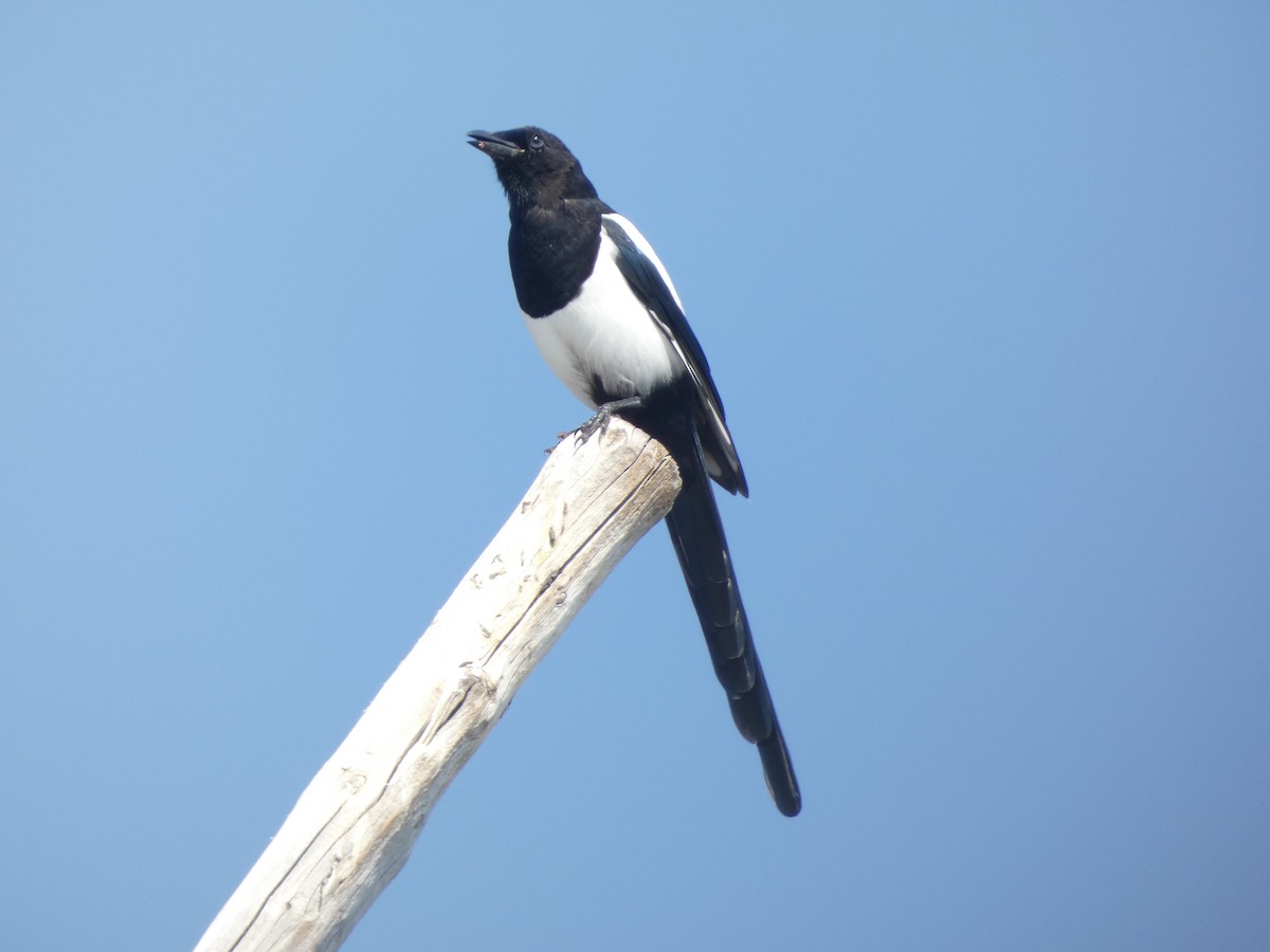 Black-billed Magpie - ML641923274