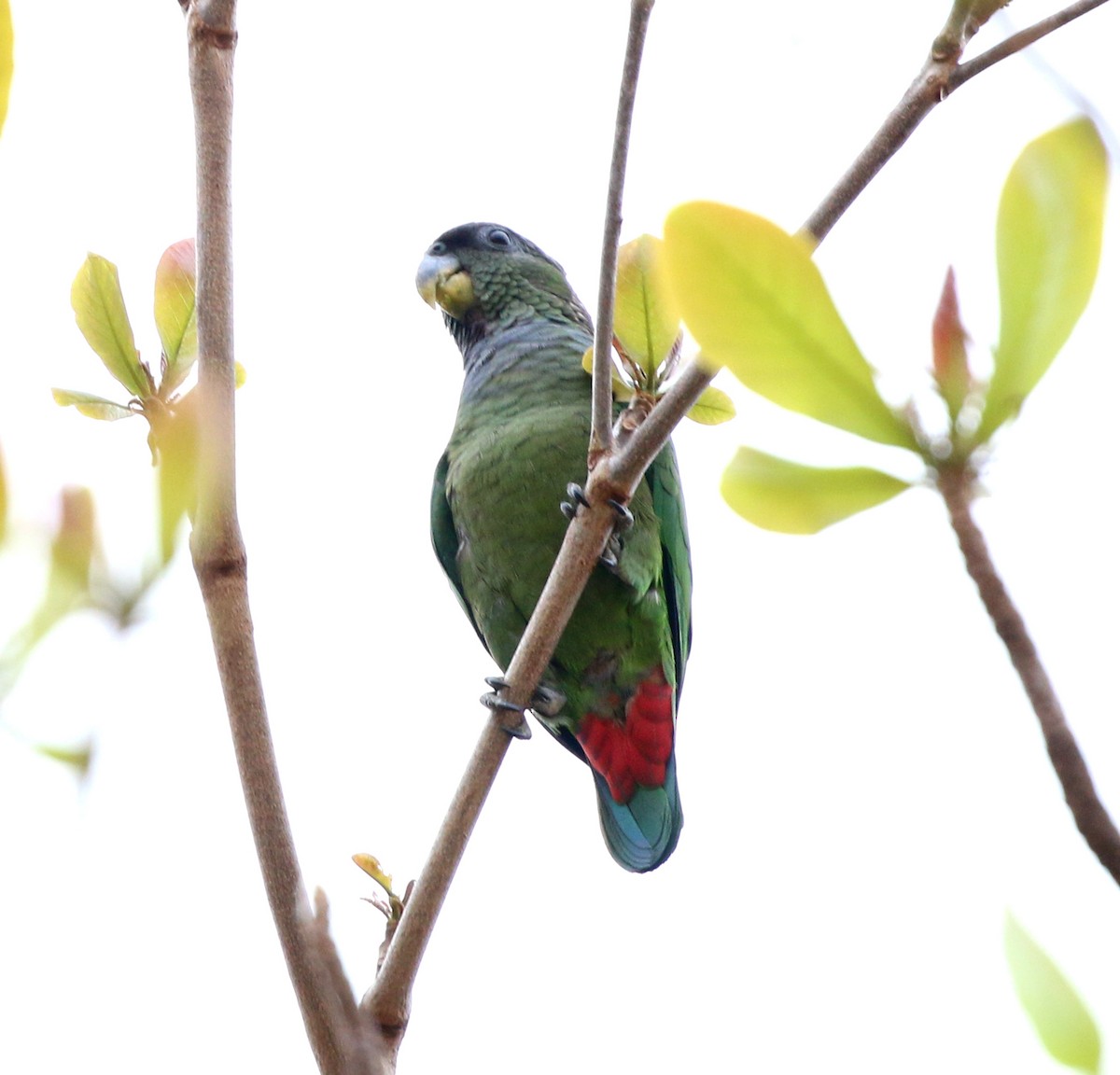 Scaly-headed Parrot - ML641923288