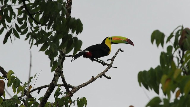 Keel-billed Toucan - ML641923315
