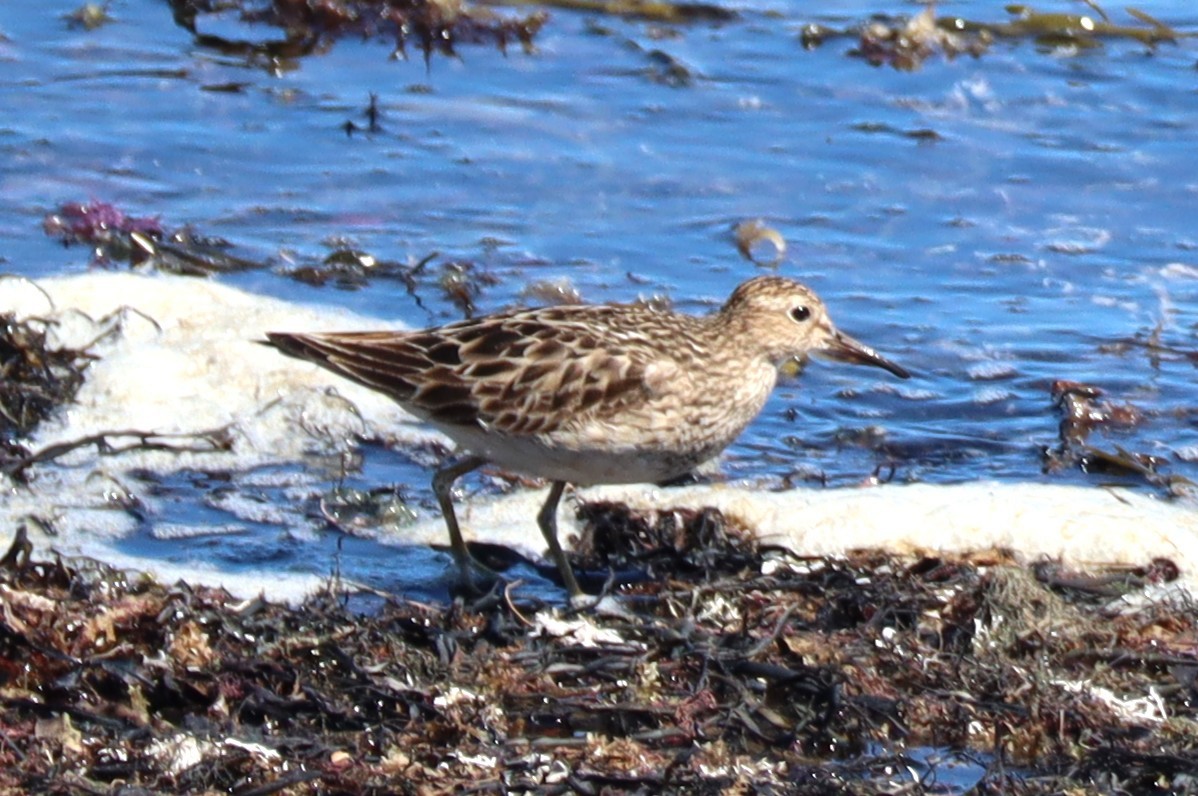 Pectoral Sandpiper - ML641923316