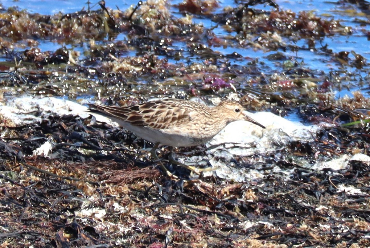 Pectoral Sandpiper - ML641923317