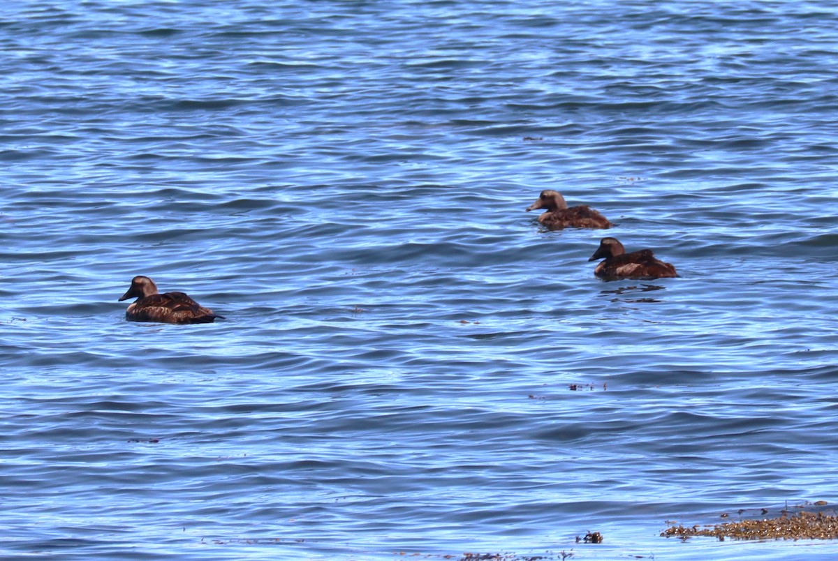 Common Eider - ML641923333