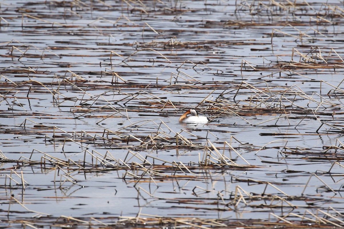 Red-necked Grebe - ML641923334