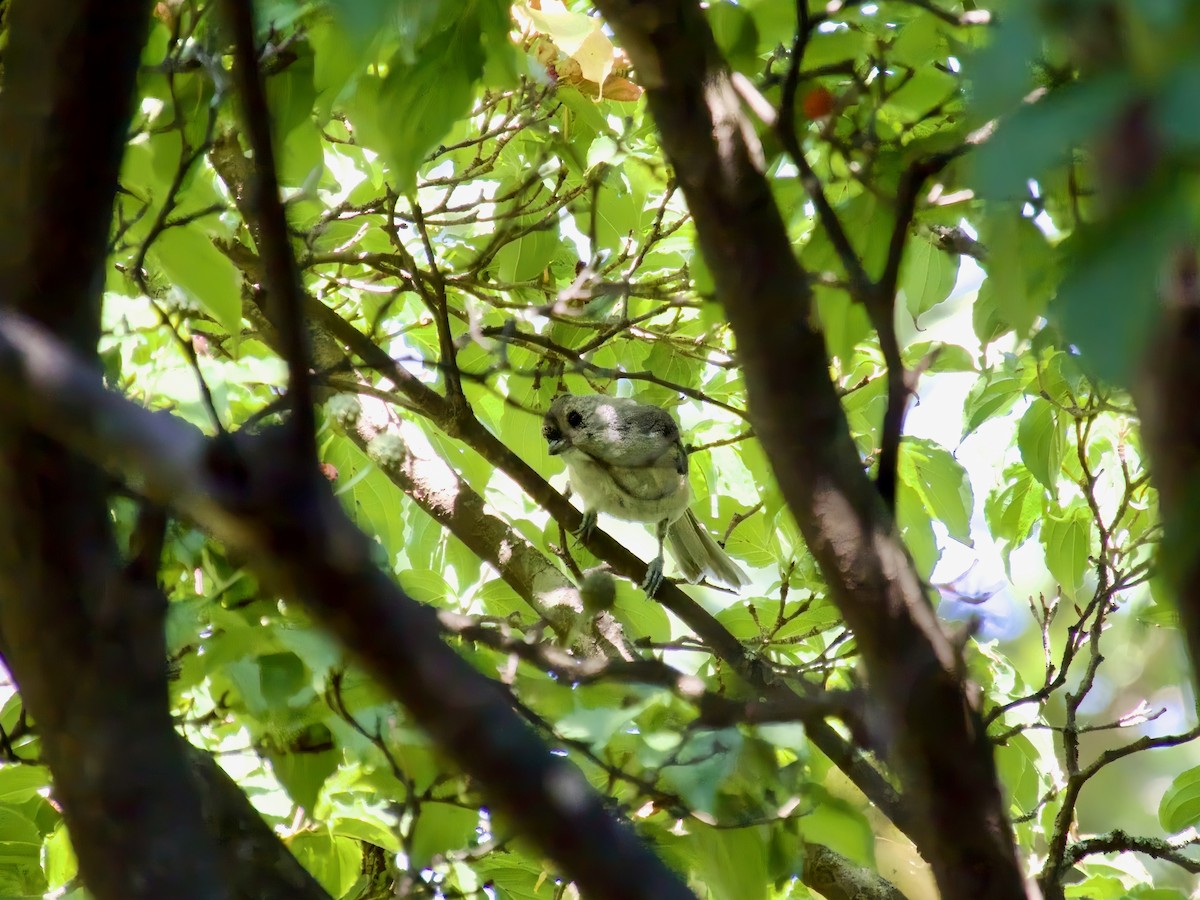 Tufted Titmouse - ML641923343