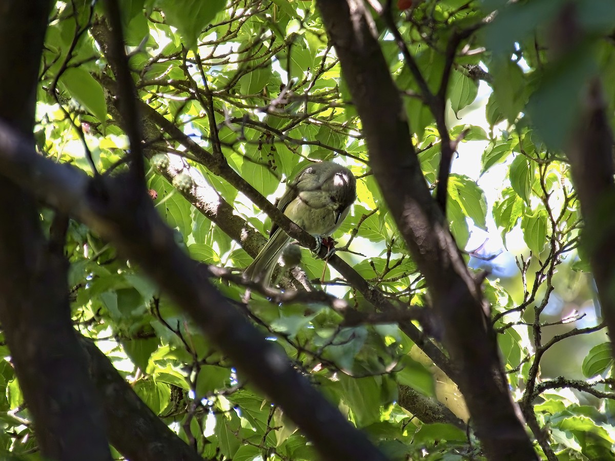 Tufted Titmouse - ML641923344