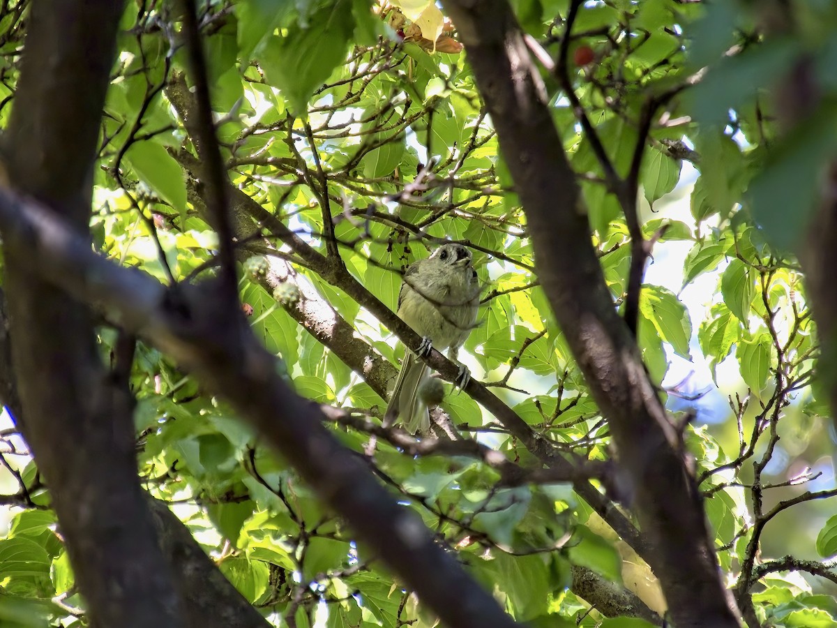 Tufted Titmouse - ML641923345