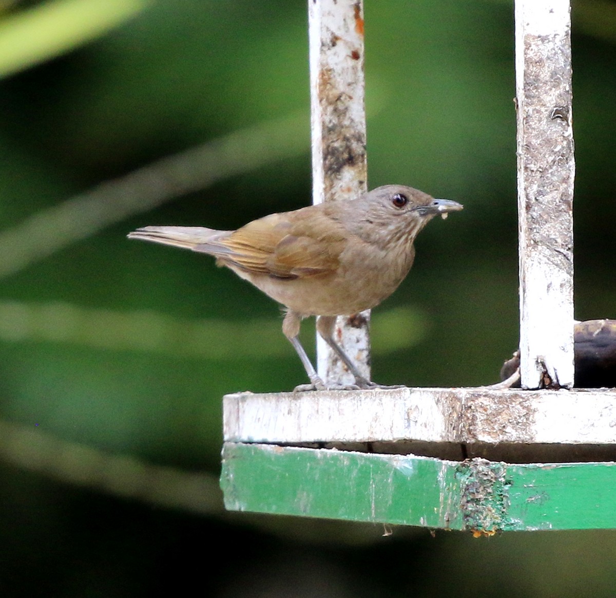 Pale-breasted Thrush - ML641923348