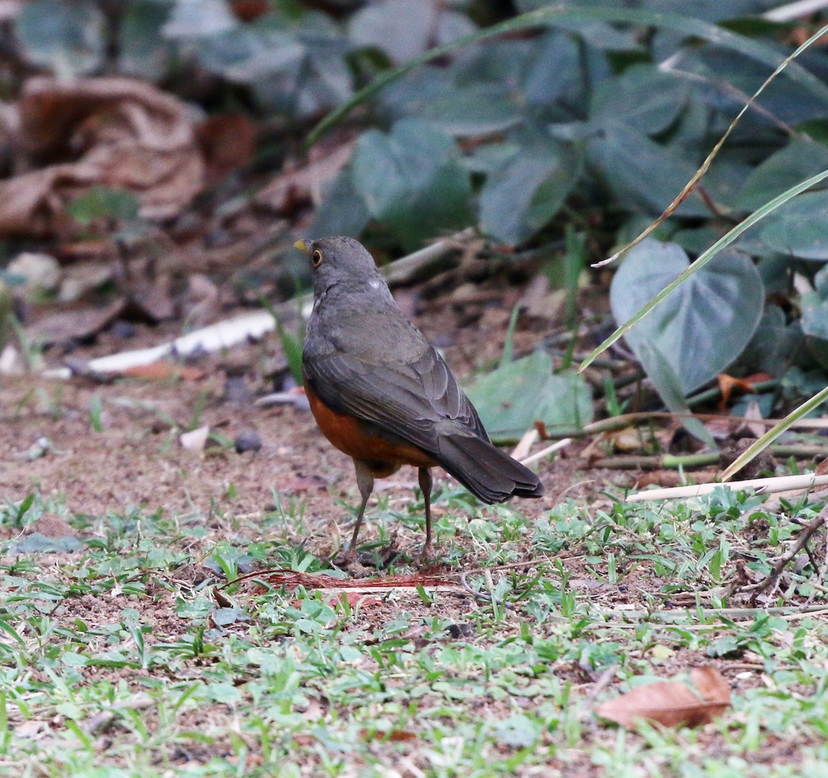 Rufous-bellied Thrush - ML641923352