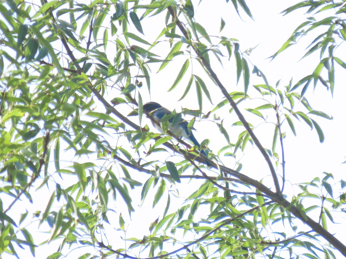 California Scrub-Jay - ML641923378