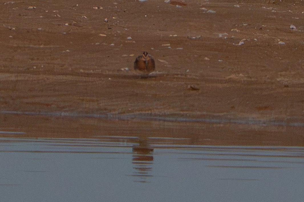 Common Snipe - ML641923392
