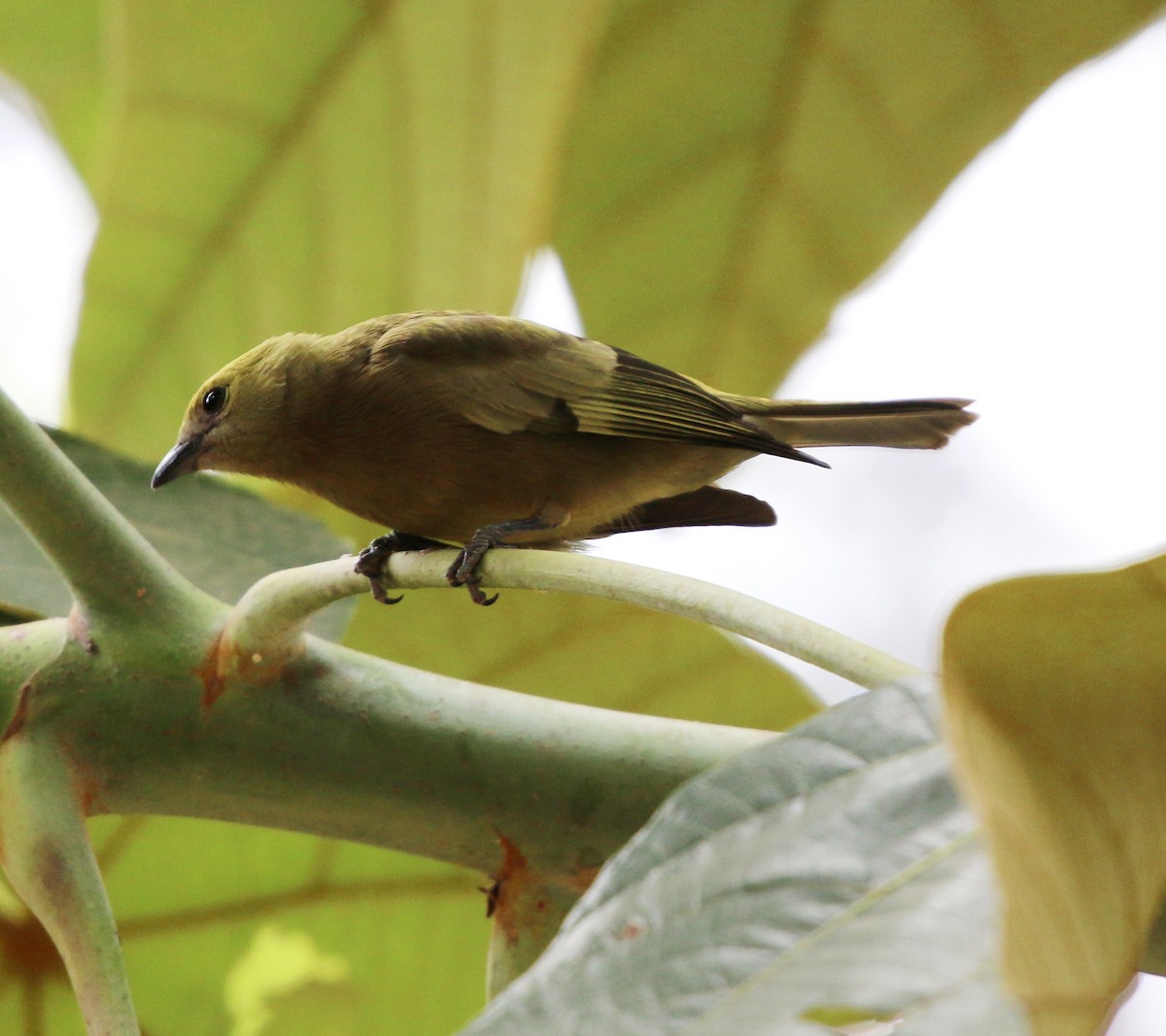 Palm Tanager - ML641923404