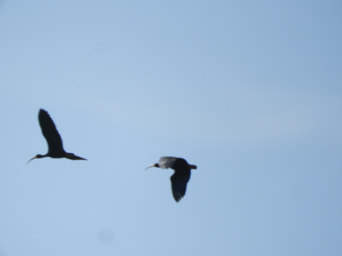 Bare-faced Ibis - ML641923418