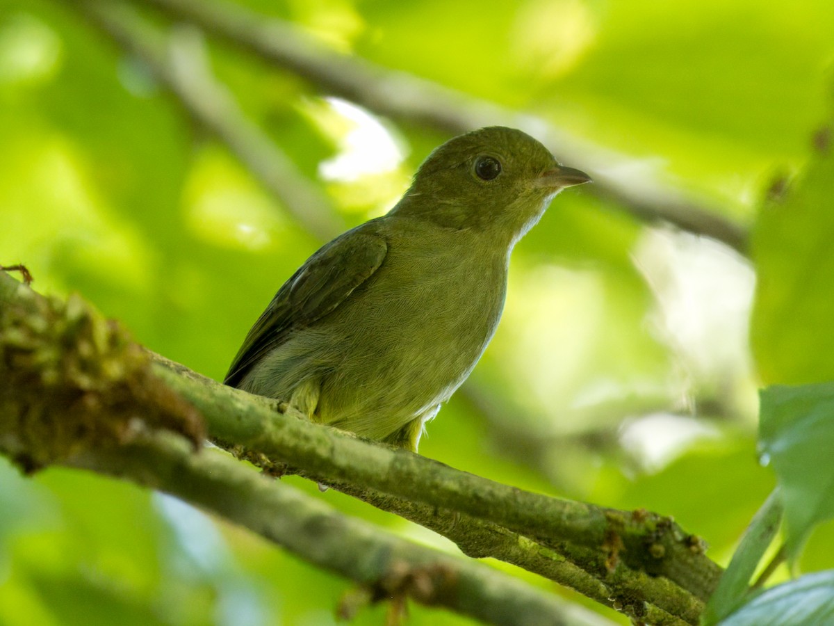 Red-capped Manakin - ML641923429