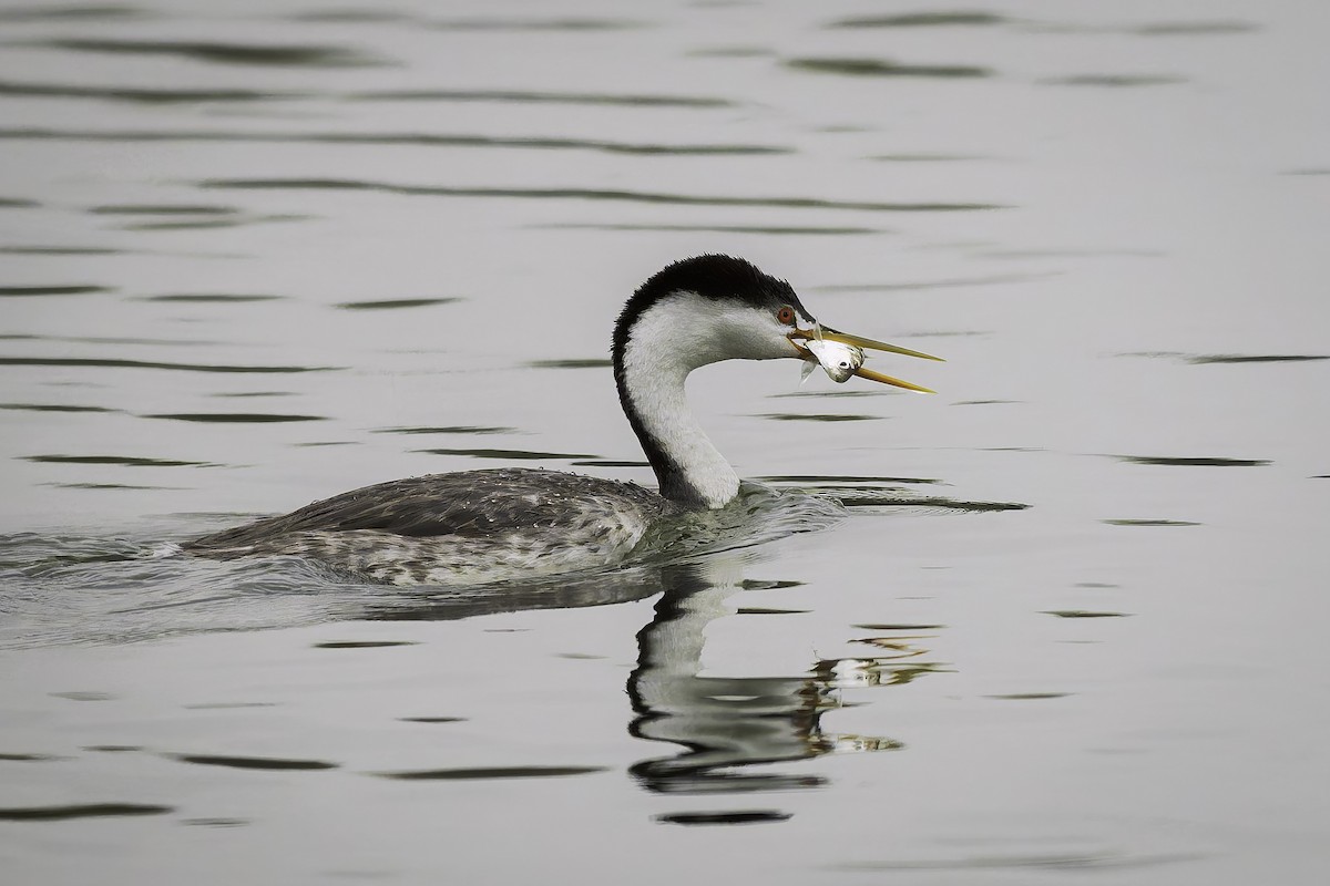 Clark's Grebe - ML641923453