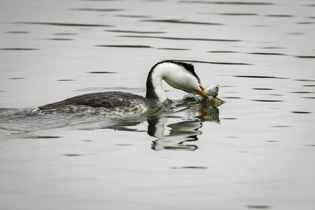 Clark's Grebe - ML641923454