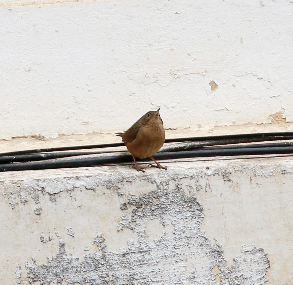 Southern House Wren - ML641923457