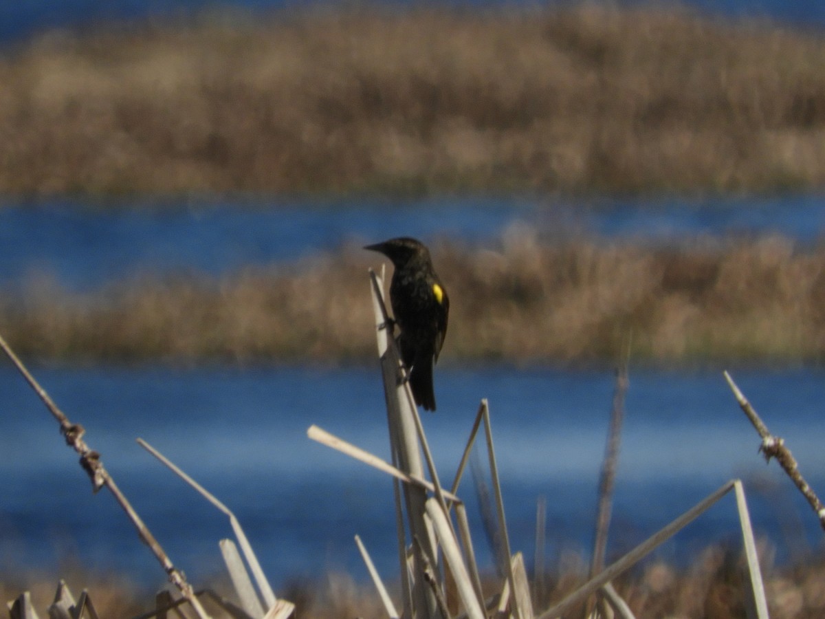 Yellow-winged Blackbird - ML641923473
