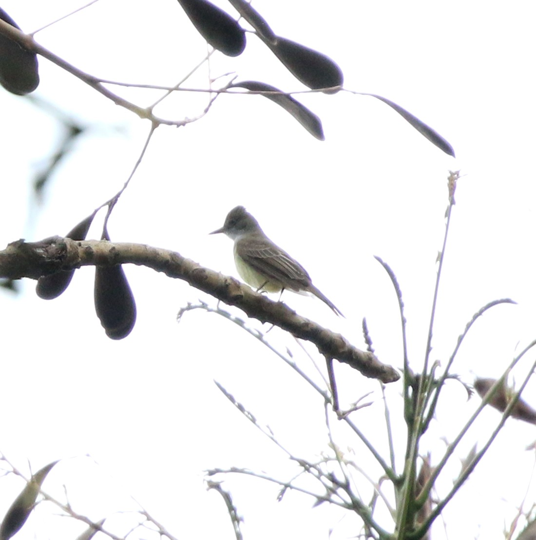 Swainson's Flycatcher - ML641923475