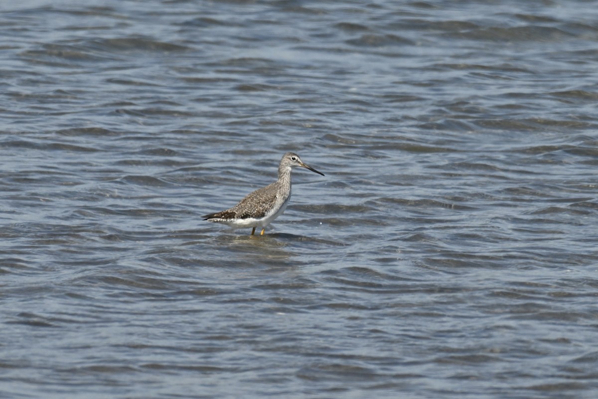Greater Yellowlegs - ML641923481