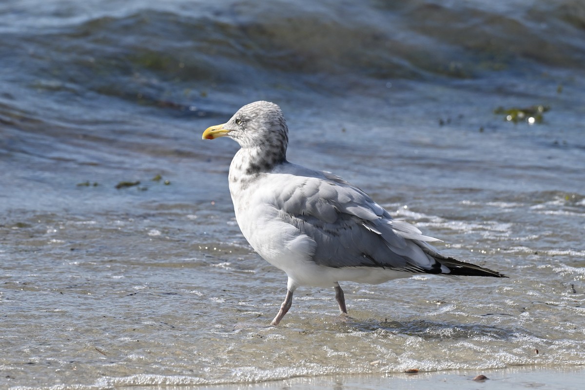 American Herring Gull - ML641923498