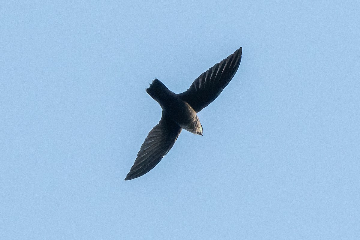 Chimney Swift - ML641923502