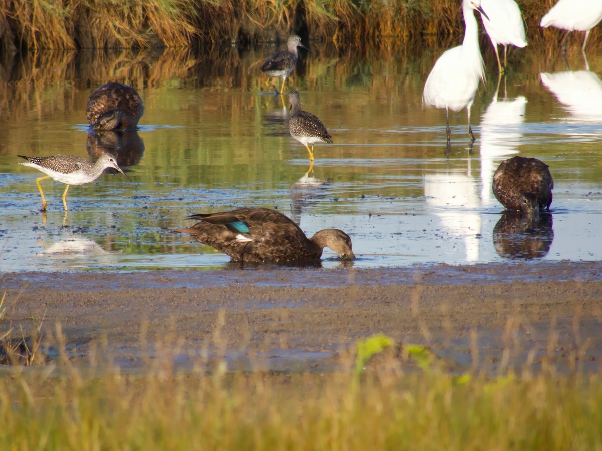 American Black Duck - ML641923521