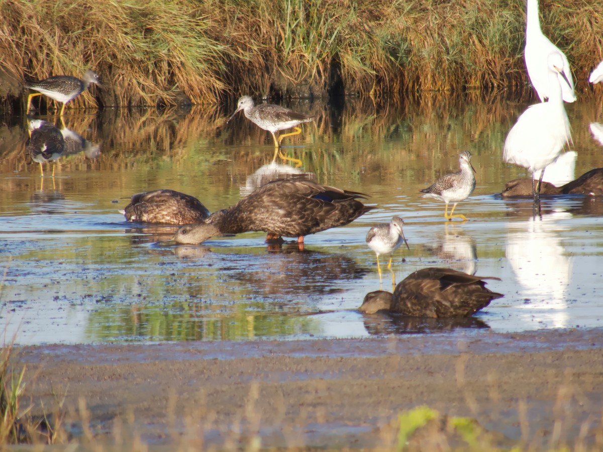 American Black Duck - ML641923522