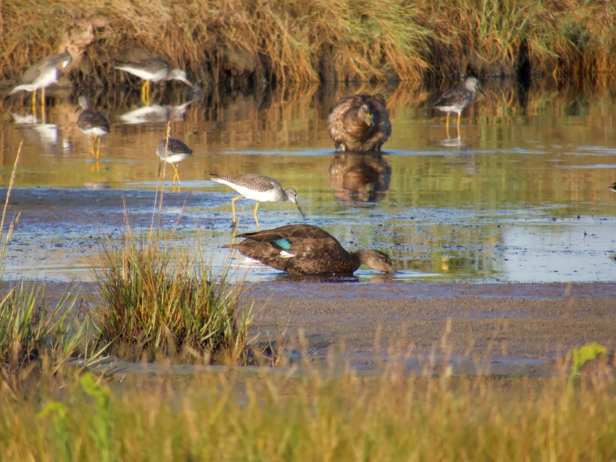 American Black Duck - ML641923523