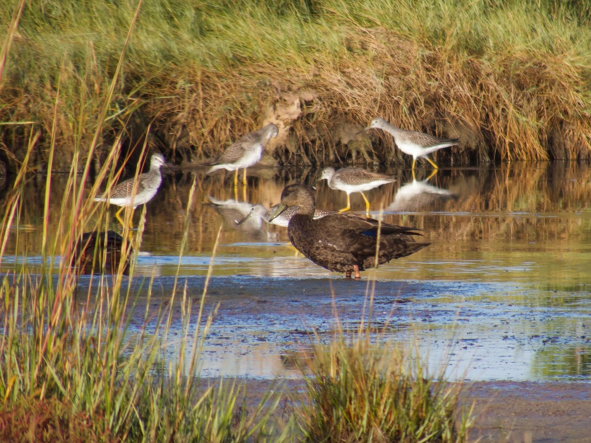 American Black Duck - ML641923524